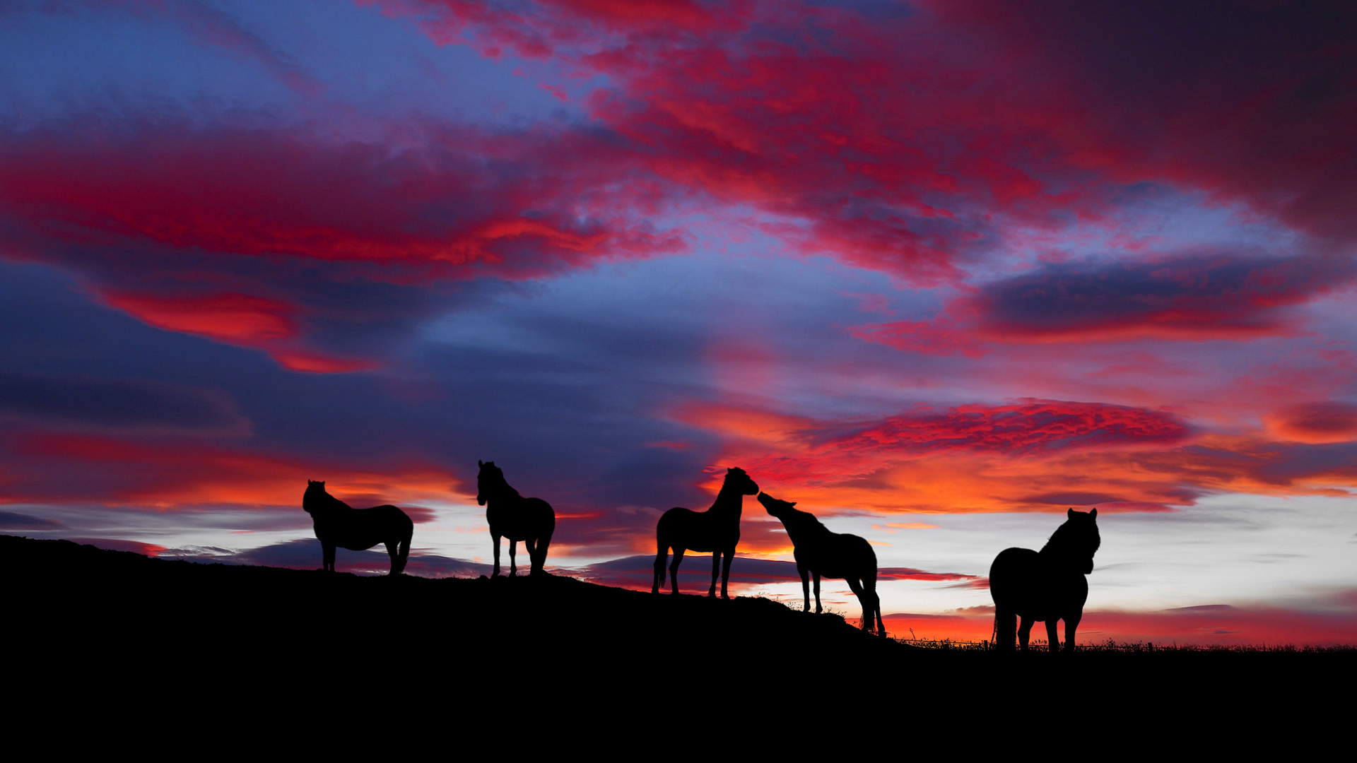 Iceland --- Silhouette of Icelandic horses at sunset --- Image by © Arctic-Images/Corbis